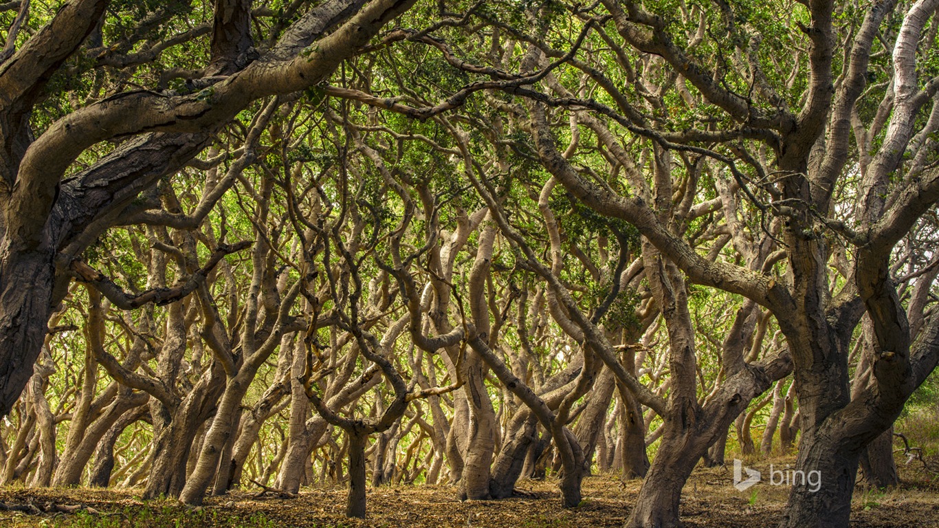 04. 2014 Bing HD tapety na plochu #19 - 1366x768