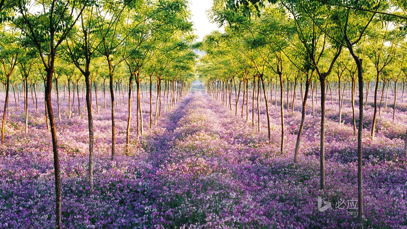 04. 2014 Bing HD tapety na plochu #37 - 1366x768