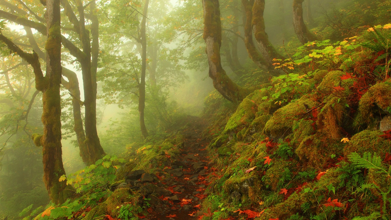雾的秋天，红叶树木，高清壁纸4 - 1366x768