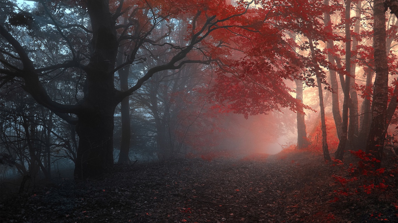 雾的秋天，红叶树木，高清壁纸7 - 1366x768