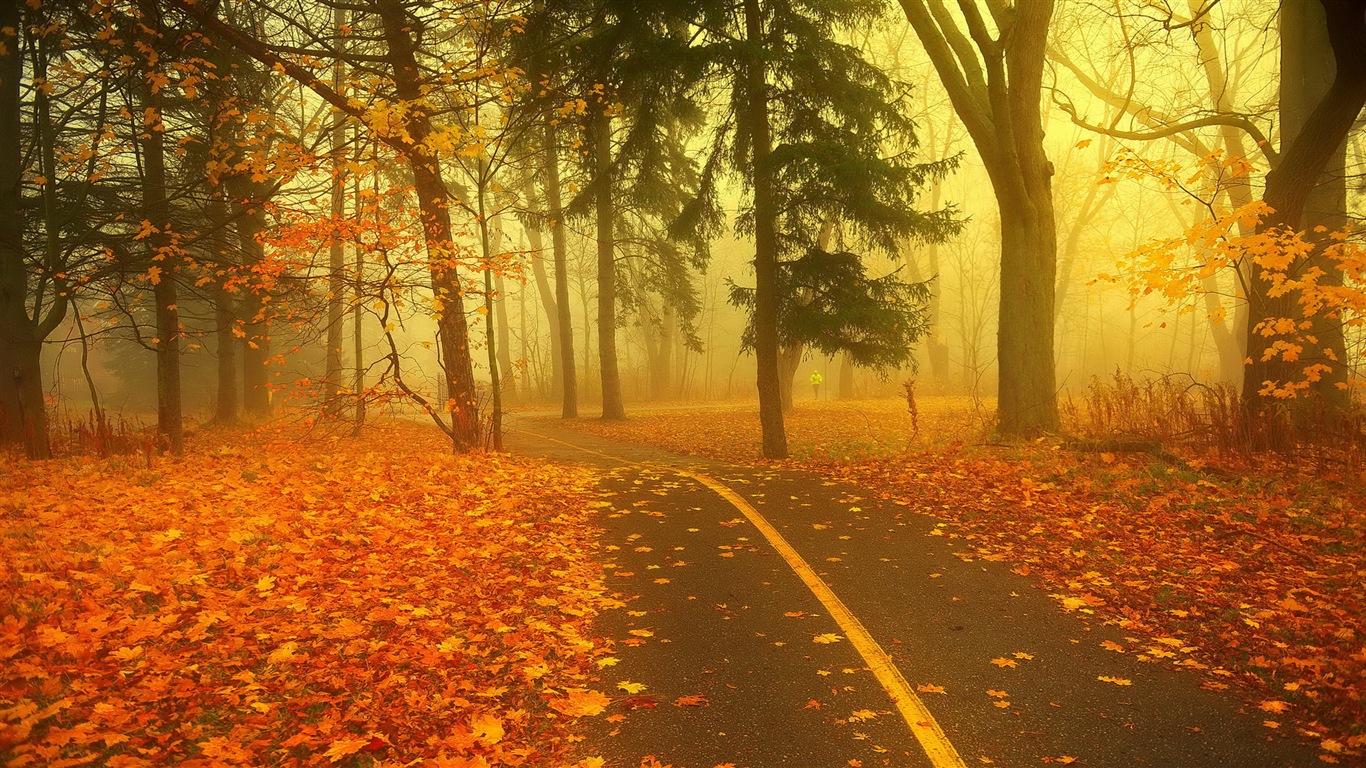 雾的秋天，红叶树木，高清壁纸8 - 1366x768