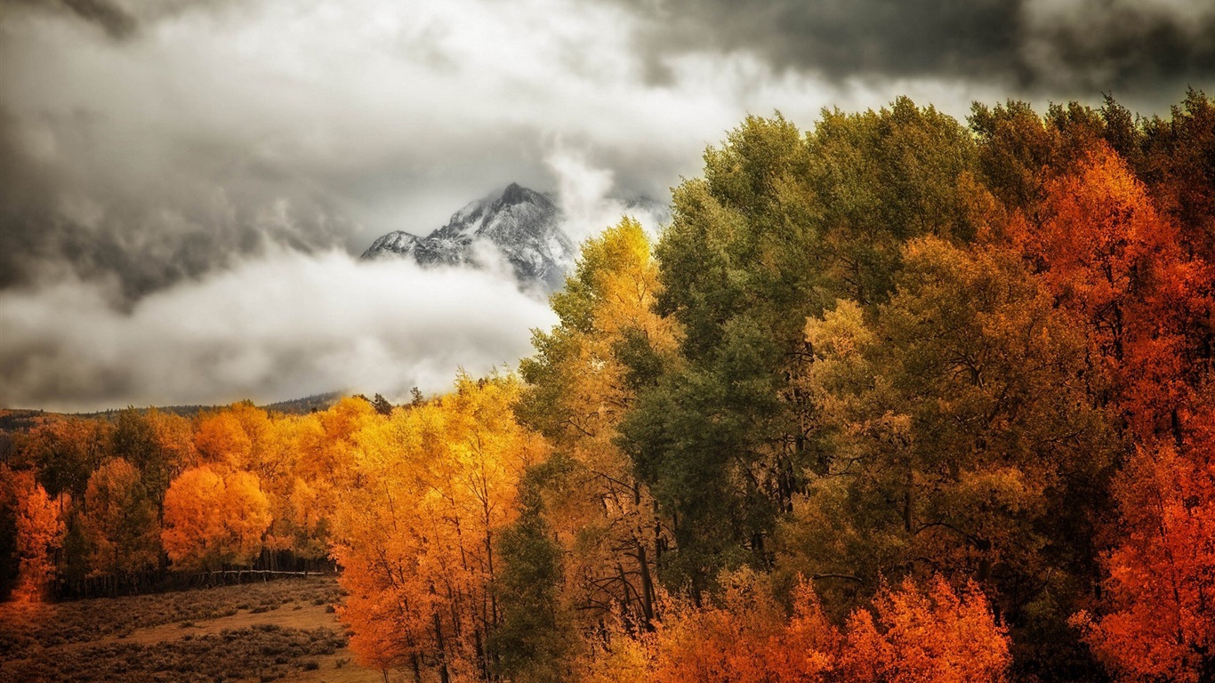 霧的秋天，紅葉樹木，高清壁紙 #10 - 1366x768