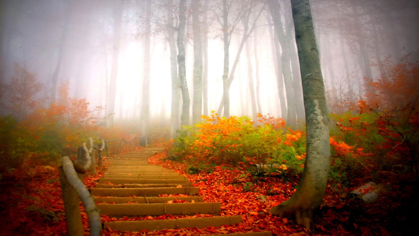 雾的秋天，红叶树木，高清壁纸12 - 1366x768