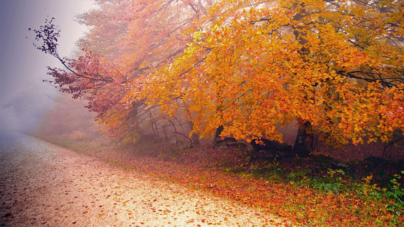 Foggy podzimní listí a stromy HD Tapety na plochu #13 - 1366x768
