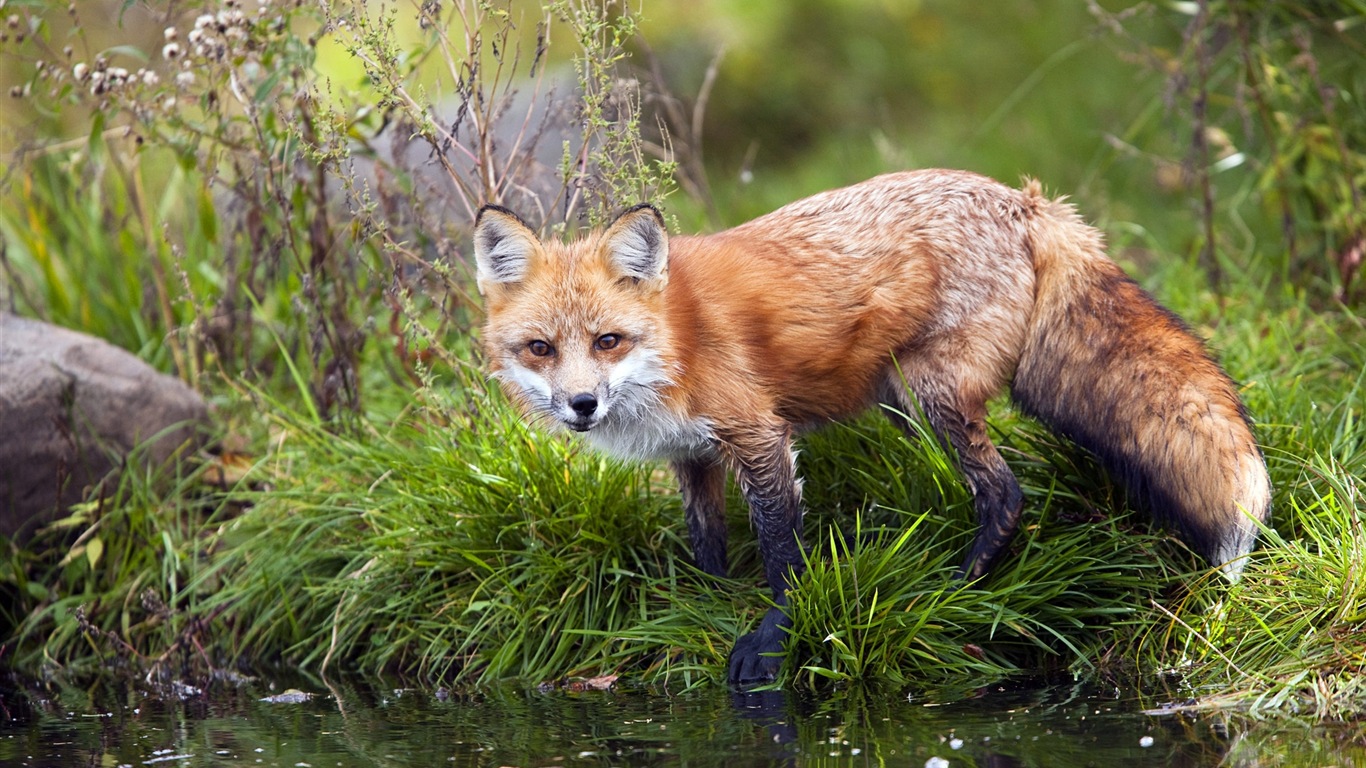 Živočišných detailní, roztomilých fox HD tapety na plochu #1 - 1366x768