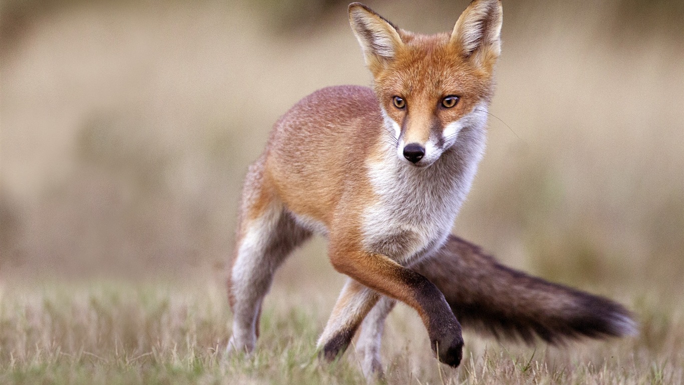 Živočišných detailní, roztomilých fox HD tapety na plochu #2 - 1366x768
