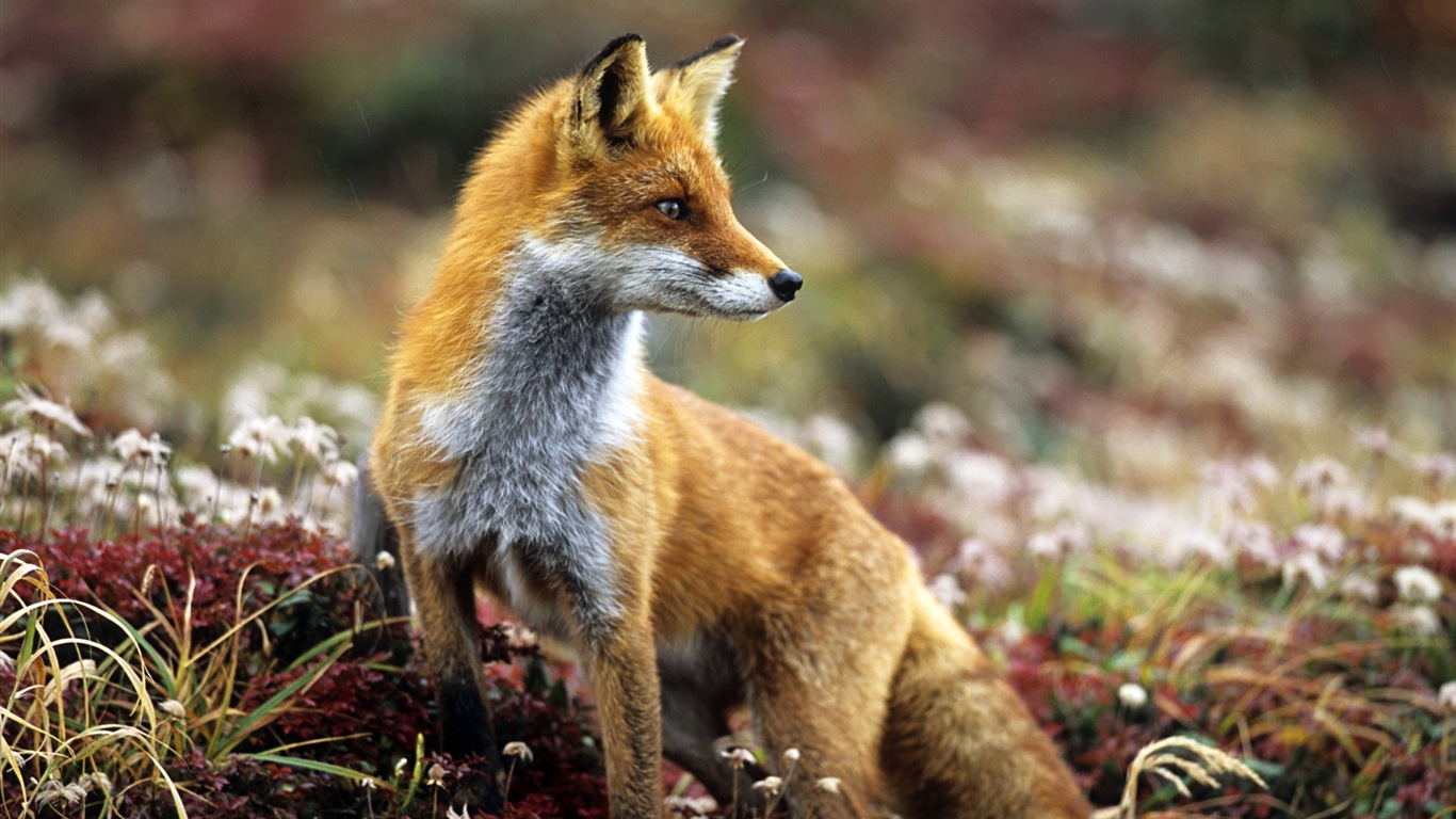 Živočišných detailní, roztomilých fox HD tapety na plochu #5 - 1366x768