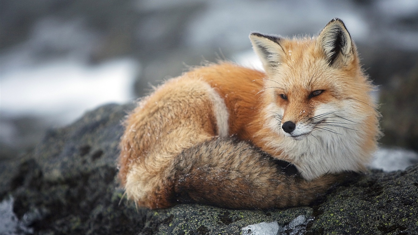 Živočišných detailní, roztomilých fox HD tapety na plochu #6 - 1366x768