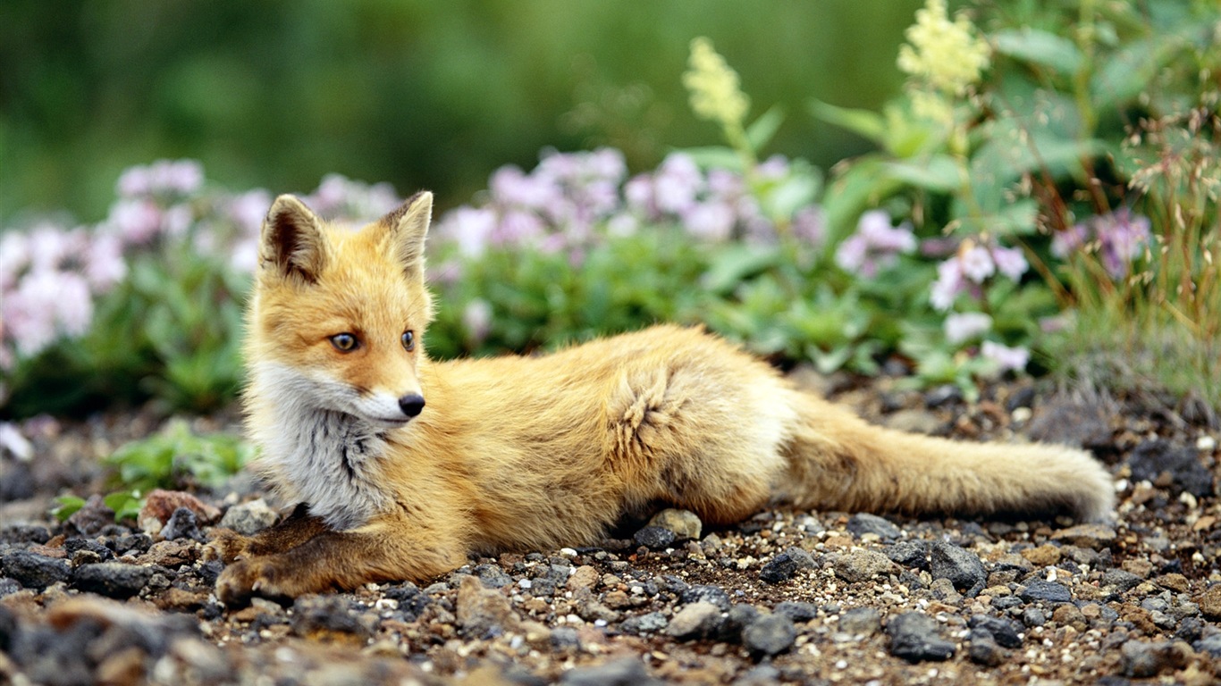 动物特写，可爱的狐狸 高清壁纸7 - 1366x768