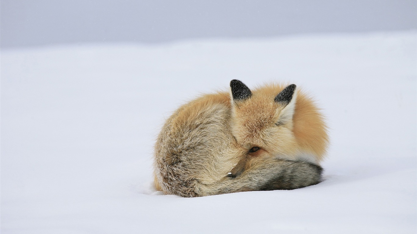 Živočišných detailní, roztomilých fox HD tapety na plochu #11 - 1366x768