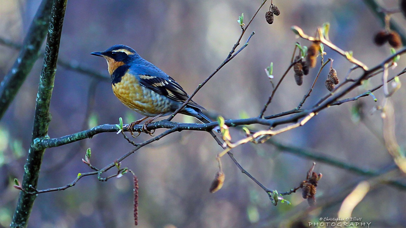 Fondos de pantalla de animales que vuelan, las aves de alta definición #1 - 1366x768