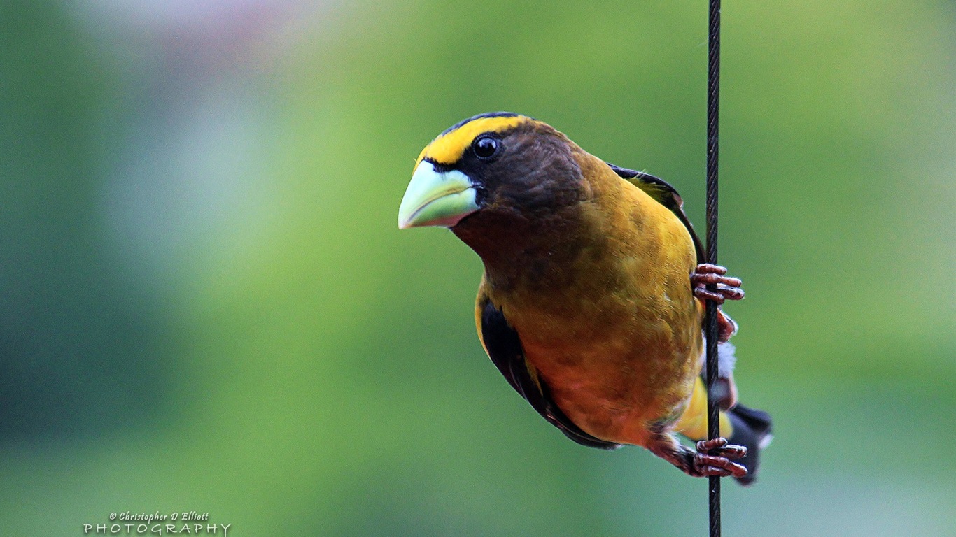 會飛的動物，鳥兒 高清壁紙 #2 - 1366x768
