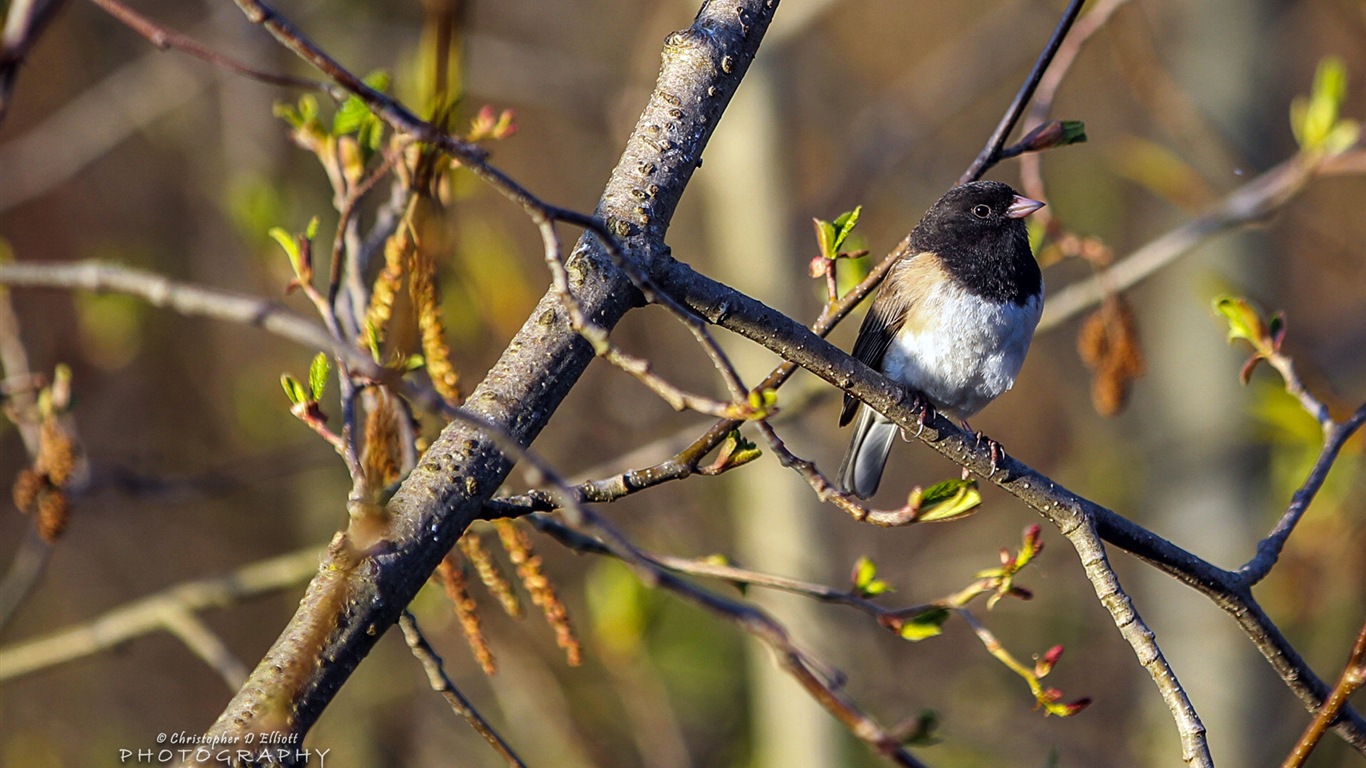 Fondos de pantalla de animales que vuelan, las aves de alta definición #3 - 1366x768