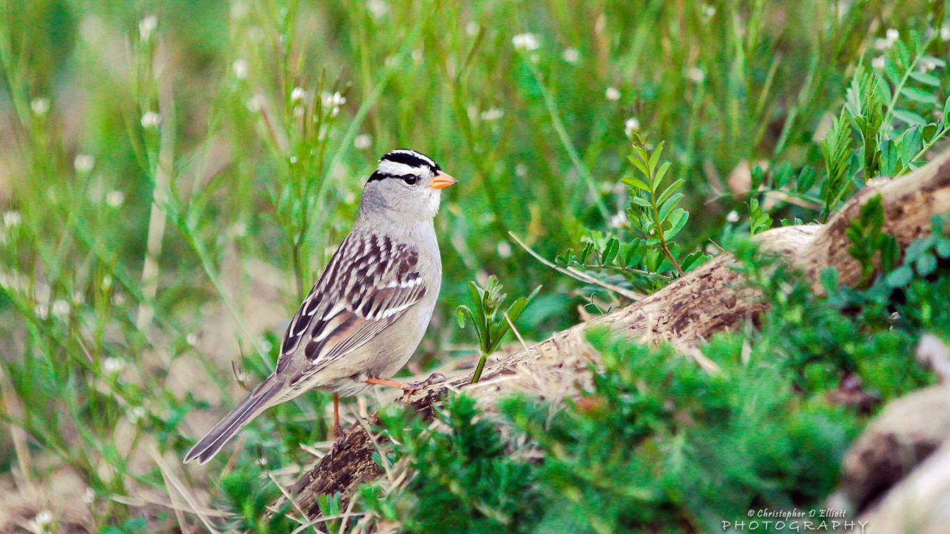 フライング動物、鳥のHDの壁紙 #4 - 1366x768