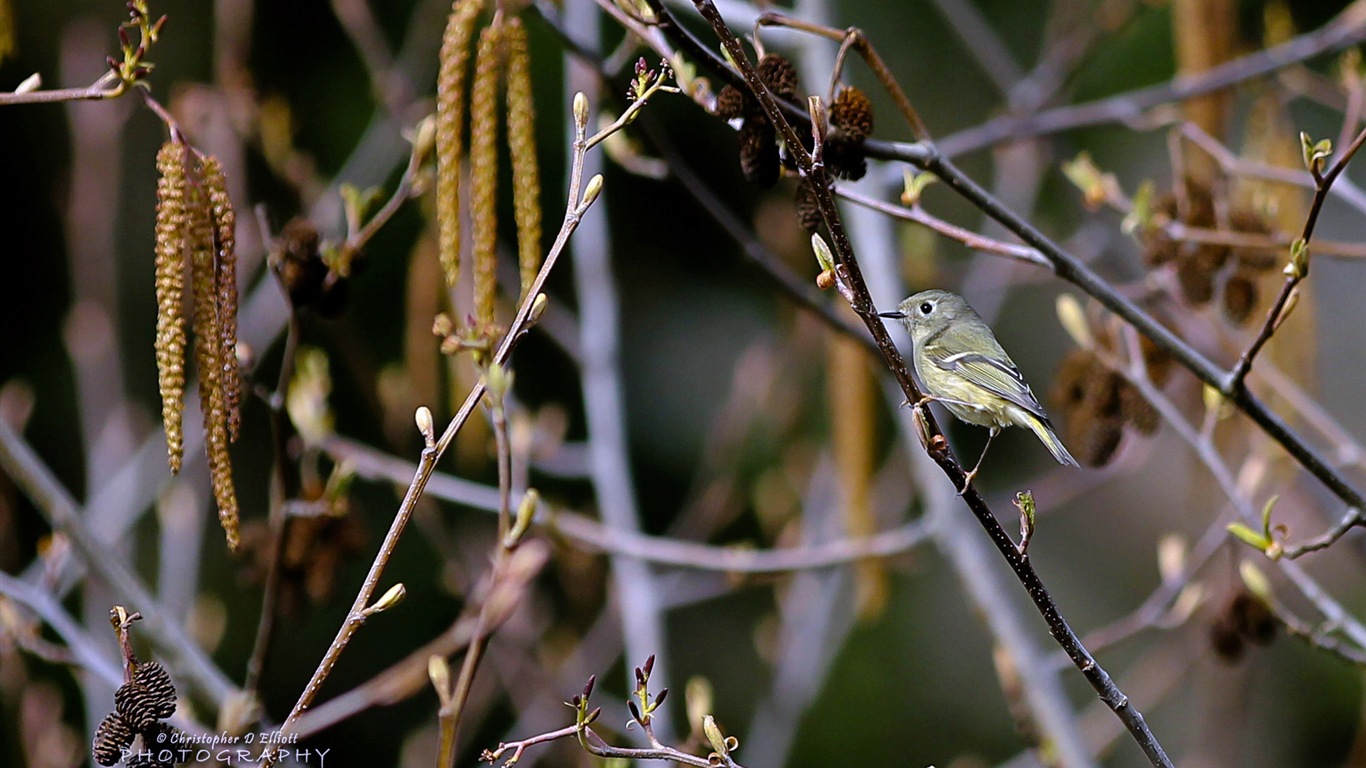 Fondos de pantalla de animales que vuelan, las aves de alta definición #5 - 1366x768