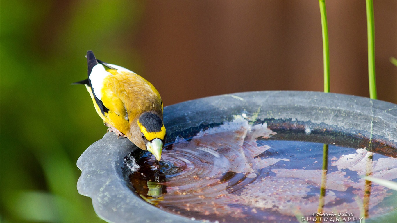 Fondos de pantalla de animales que vuelan, las aves de alta definición #6 - 1366x768