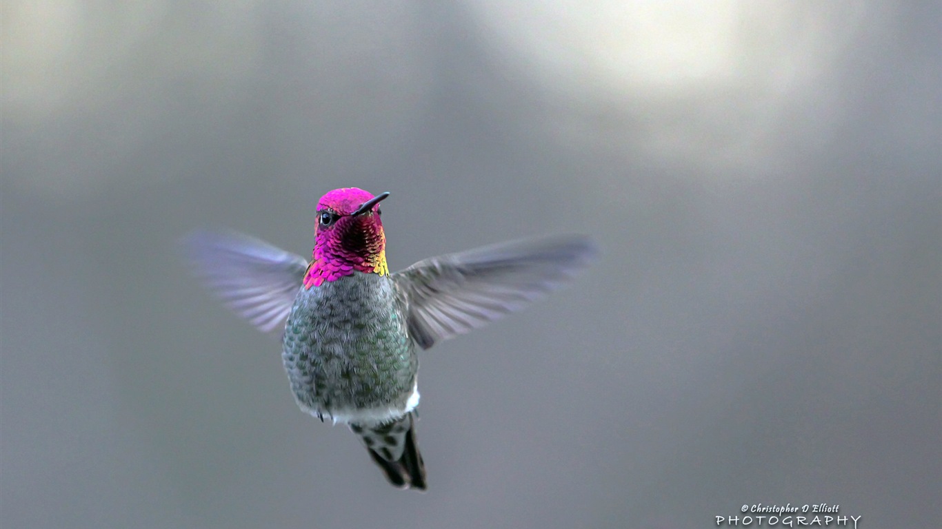 Fondos de pantalla de animales que vuelan, las aves de alta definición #8 - 1366x768