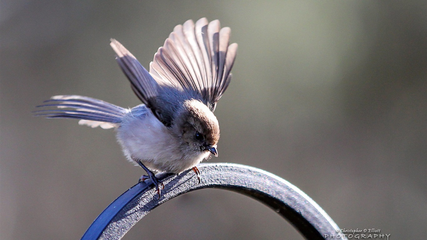 Fondos de pantalla de animales que vuelan, las aves de alta definición #11 - 1366x768