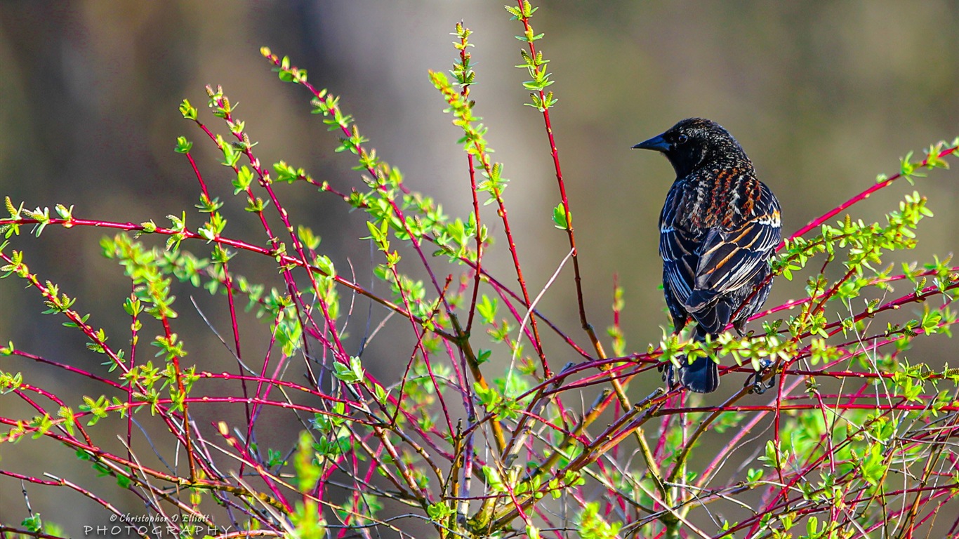 Fondos de pantalla de animales que vuelan, las aves de alta definición #12 - 1366x768