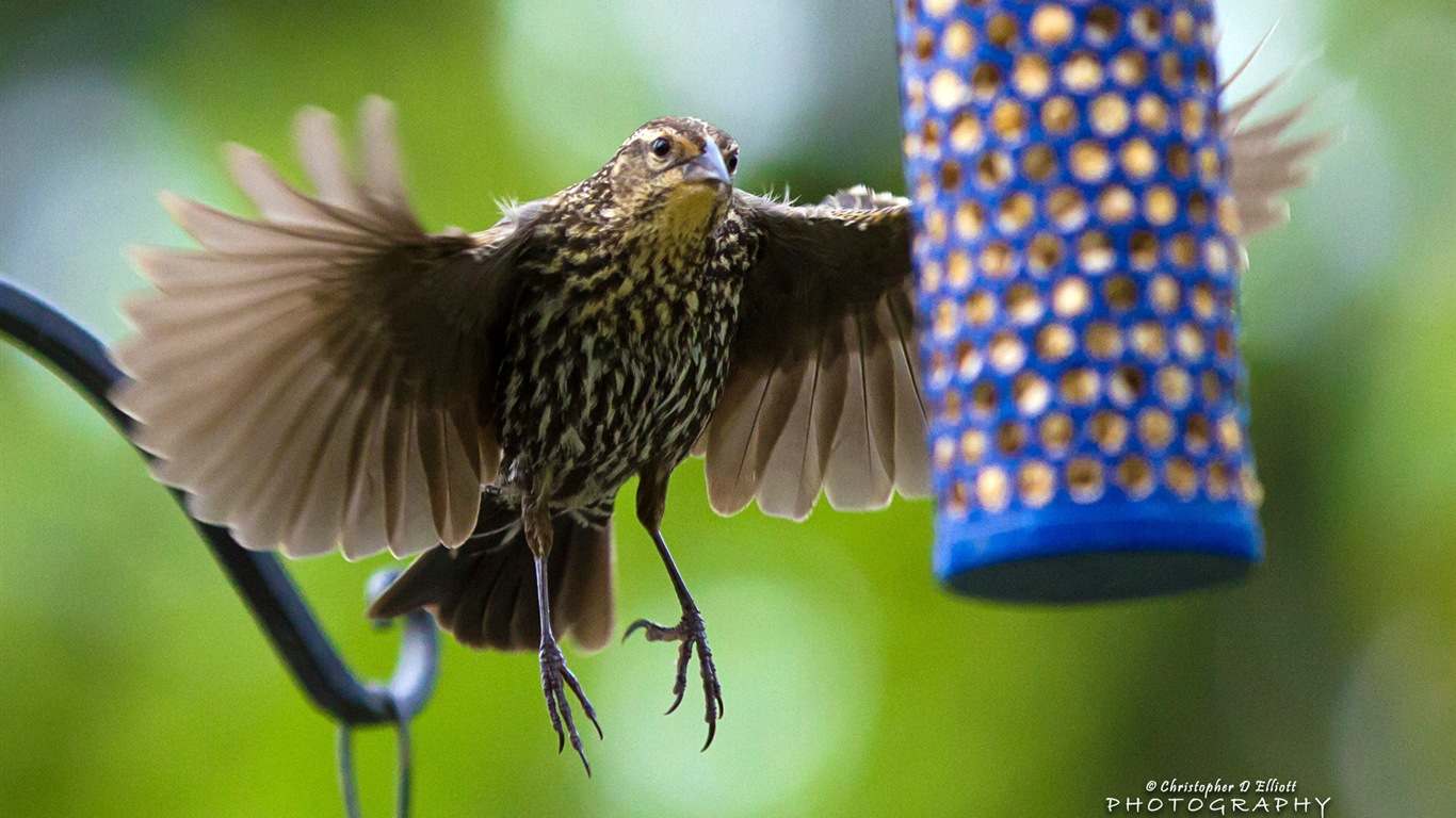 Fondos de pantalla de animales que vuelan, las aves de alta definición #13 - 1366x768