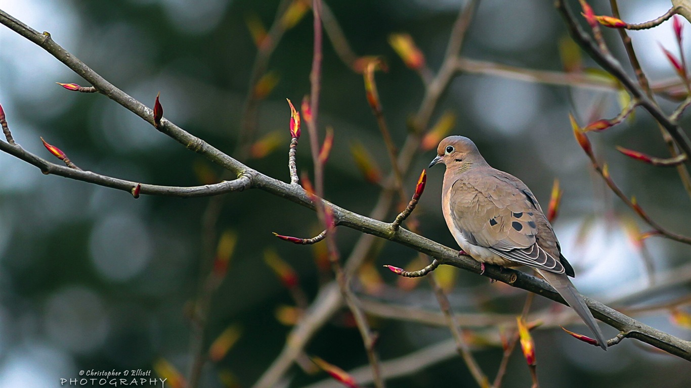 Fondos de pantalla de animales que vuelan, las aves de alta definición #14 - 1366x768