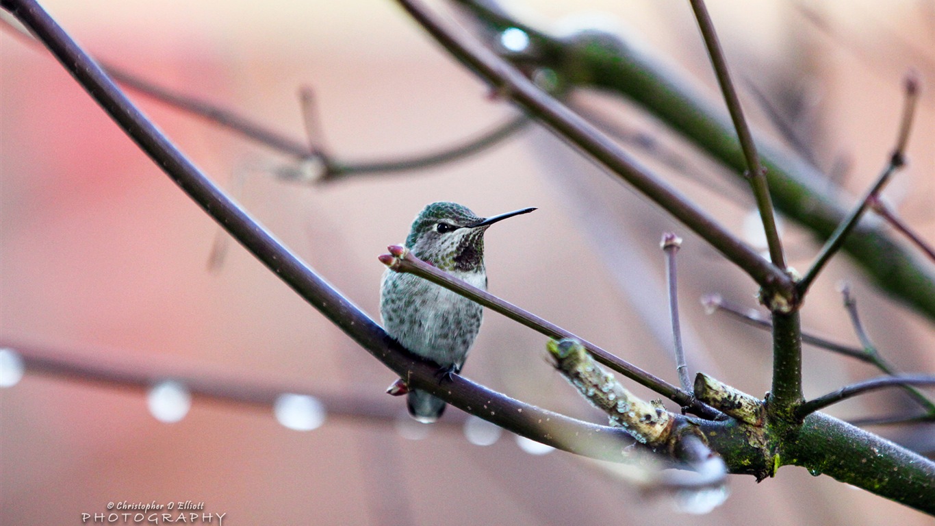 Fondos de pantalla de animales que vuelan, las aves de alta definición #15 - 1366x768