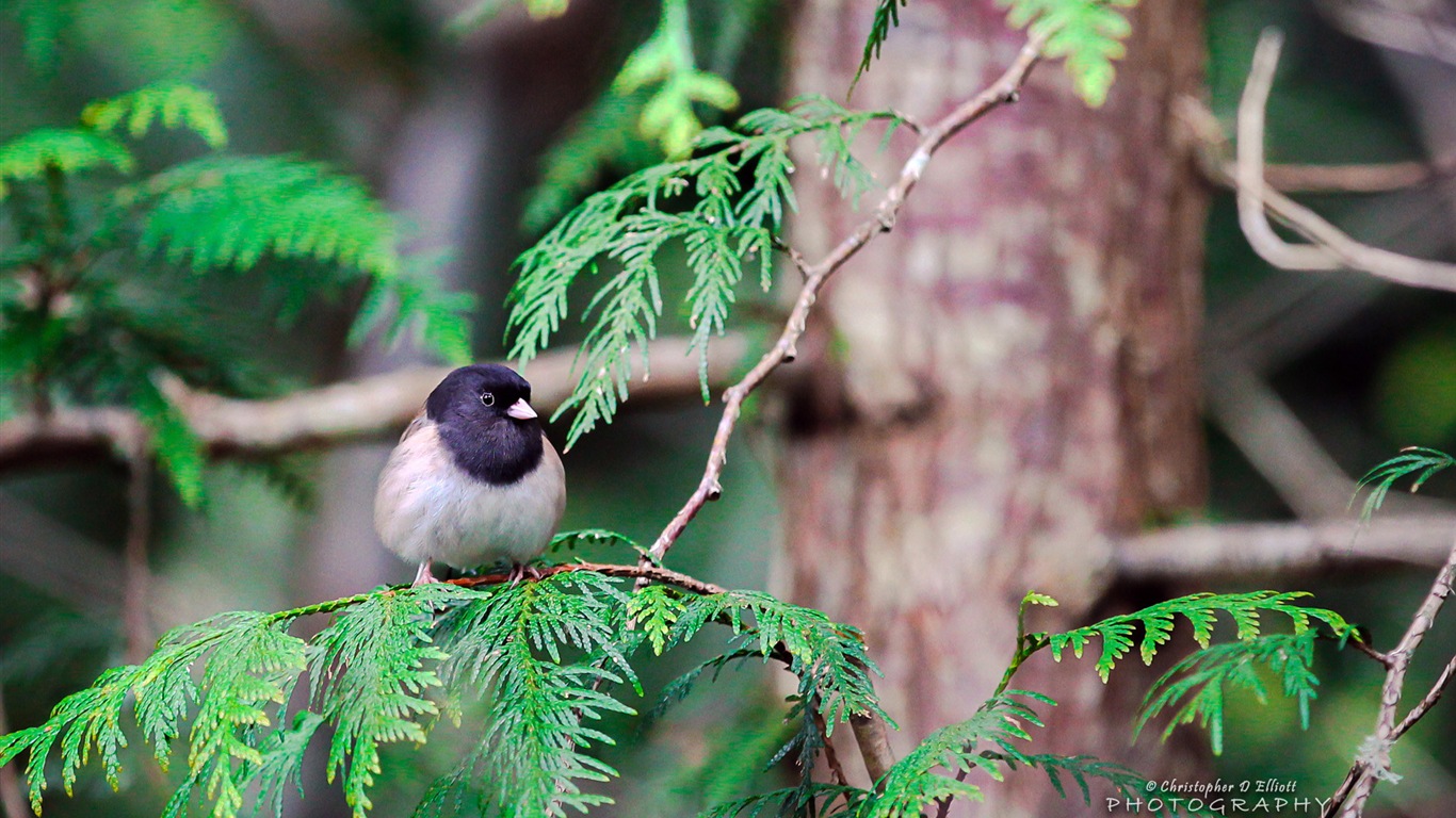 Fondos de pantalla de animales que vuelan, las aves de alta definición #16 - 1366x768