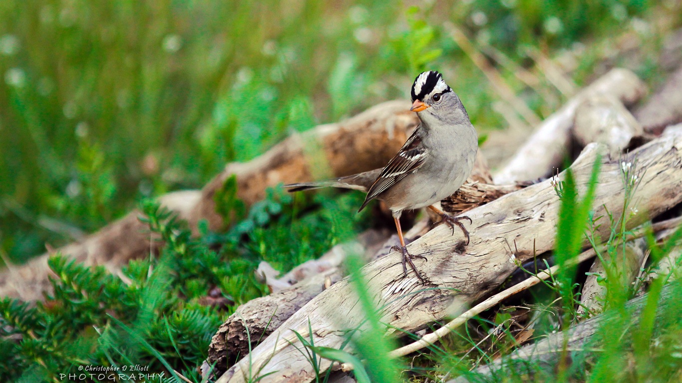 Fondos de pantalla de animales que vuelan, las aves de alta definición #18 - 1366x768