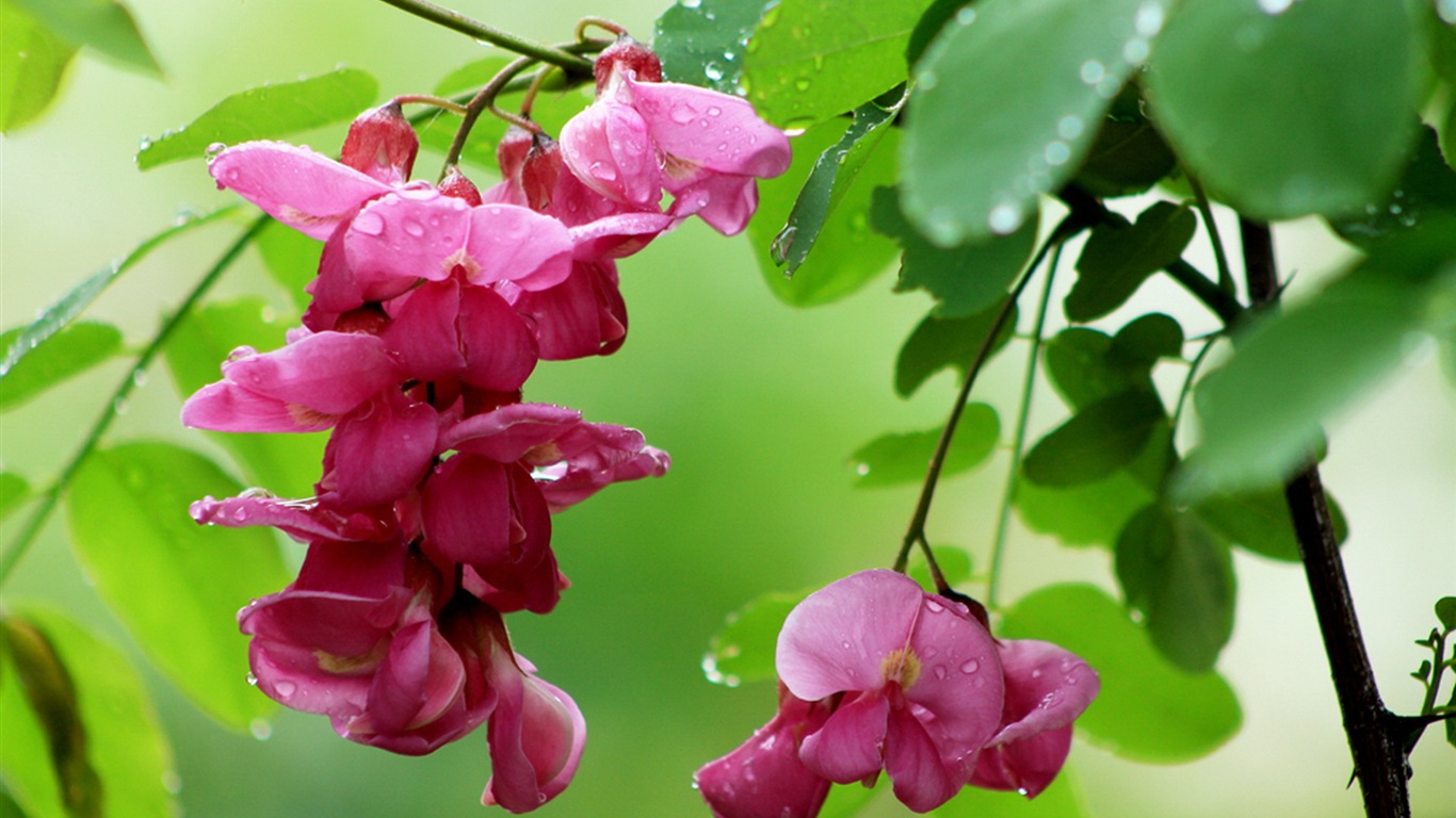 White pink locust tree flowers HD wallpapers #1 - 1366x768