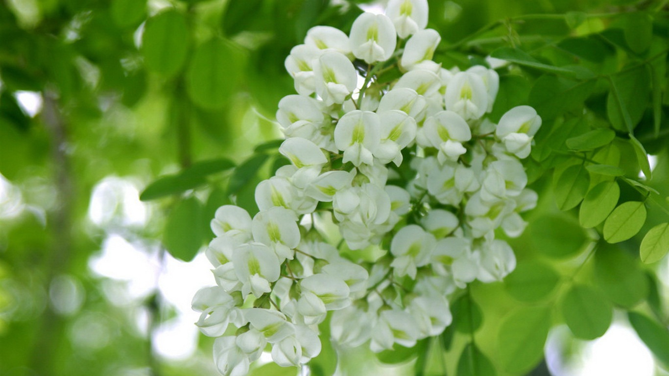 Blanc acacia fonds d'écran fleurs roses HD #2 - 1366x768