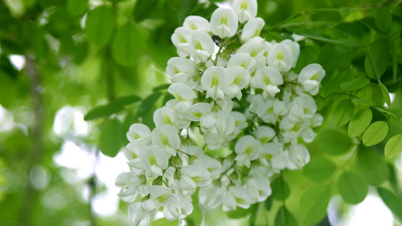 White pink locust tree flowers HD wallpapers #2 - 1366x768