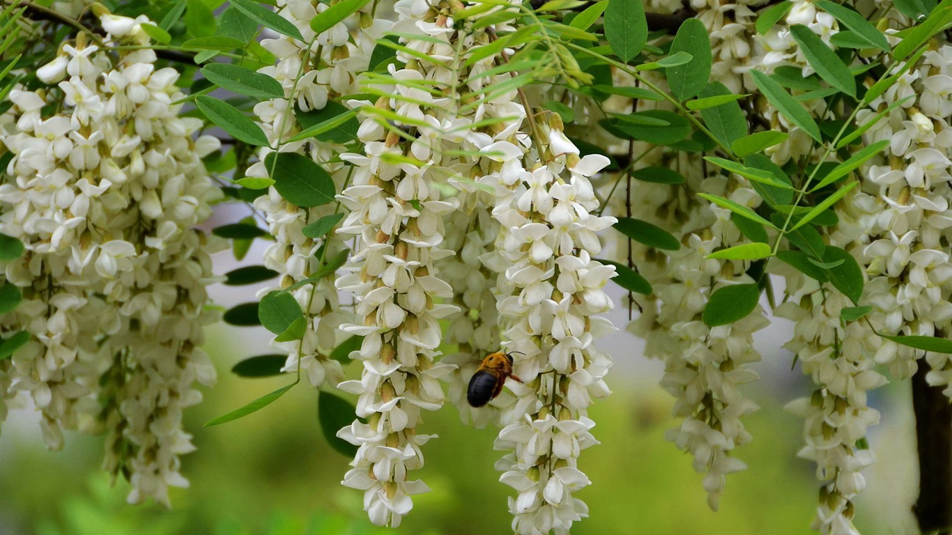 White pink locust tree flowers HD wallpapers #3 - 1366x768