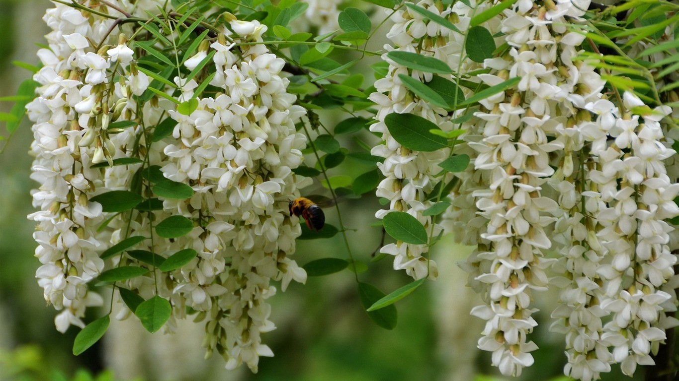 白色粉紅色槐樹花 高清壁紙 #4 - 1366x768