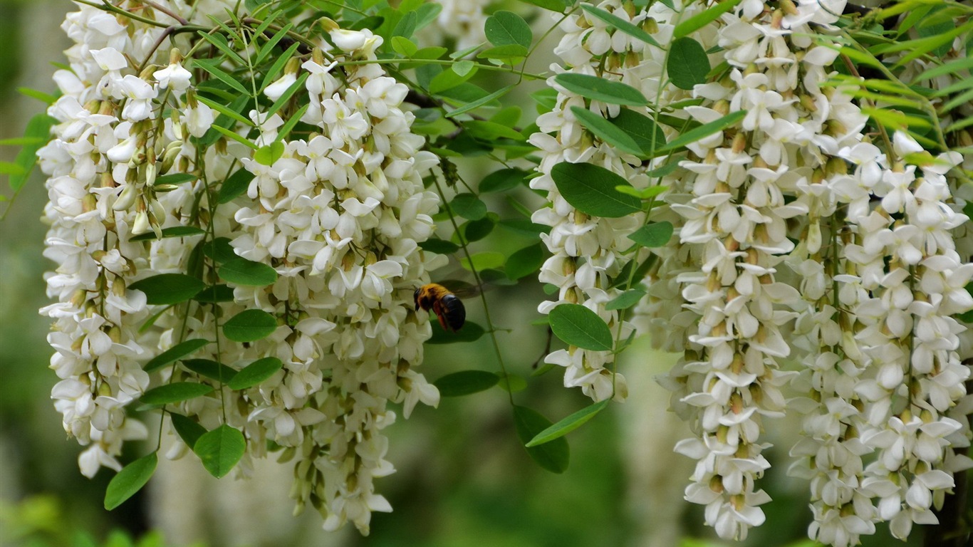 Blanc acacia fonds d'écran fleurs roses HD #4 - 1366x768