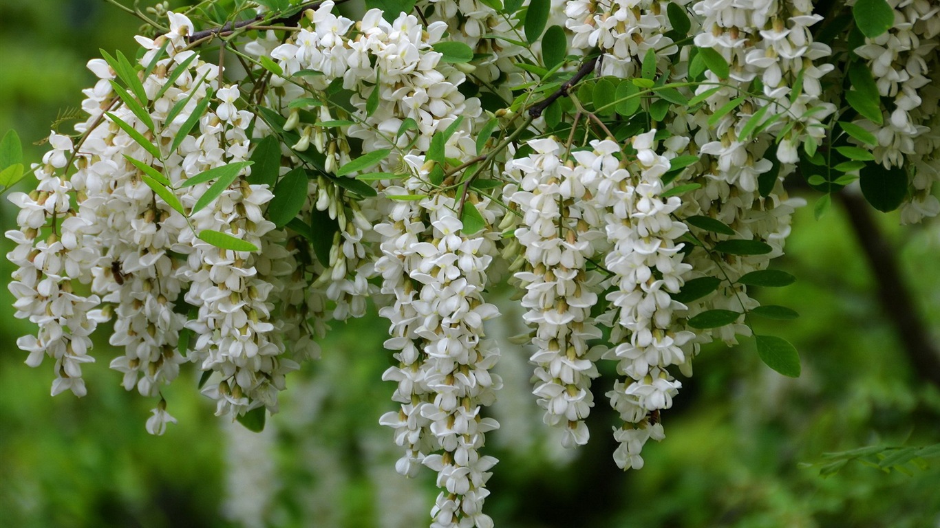 White pink locust tree flowers HD wallpapers #5 - 1366x768