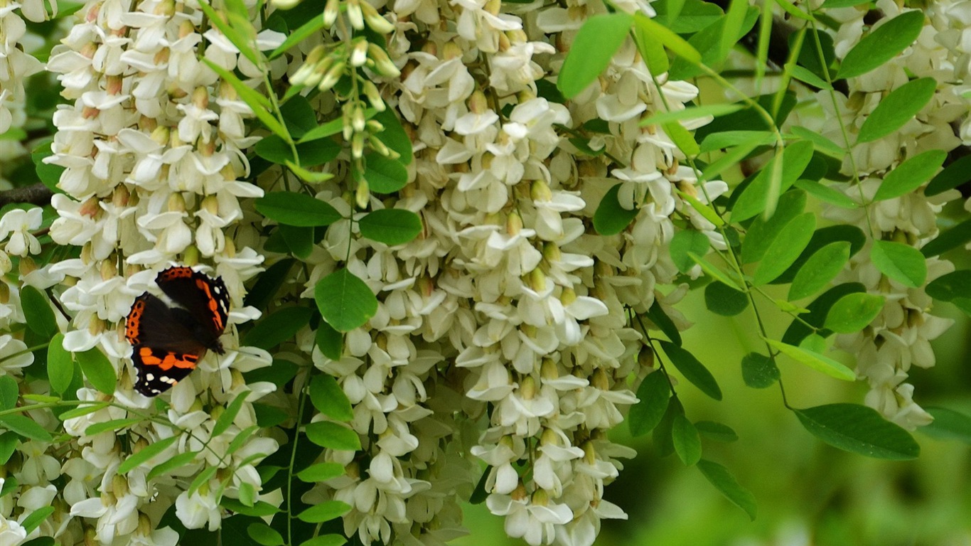 Blanc acacia fonds d'écran fleurs roses HD #6 - 1366x768