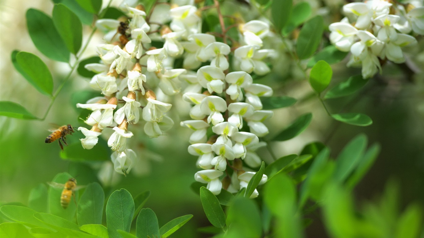 White pink locust tree flowers HD wallpapers #7 - 1366x768