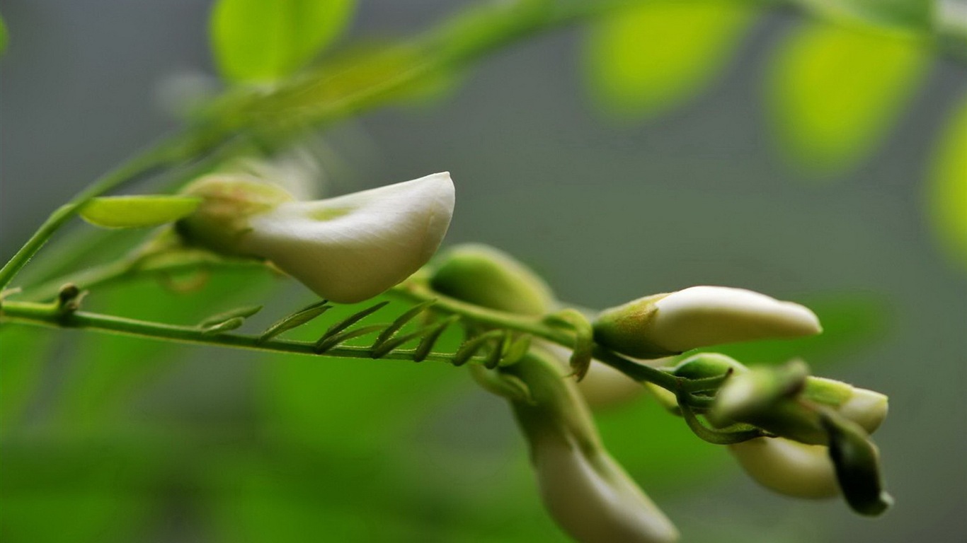 White pink locust tree flowers HD wallpapers #9 - 1366x768