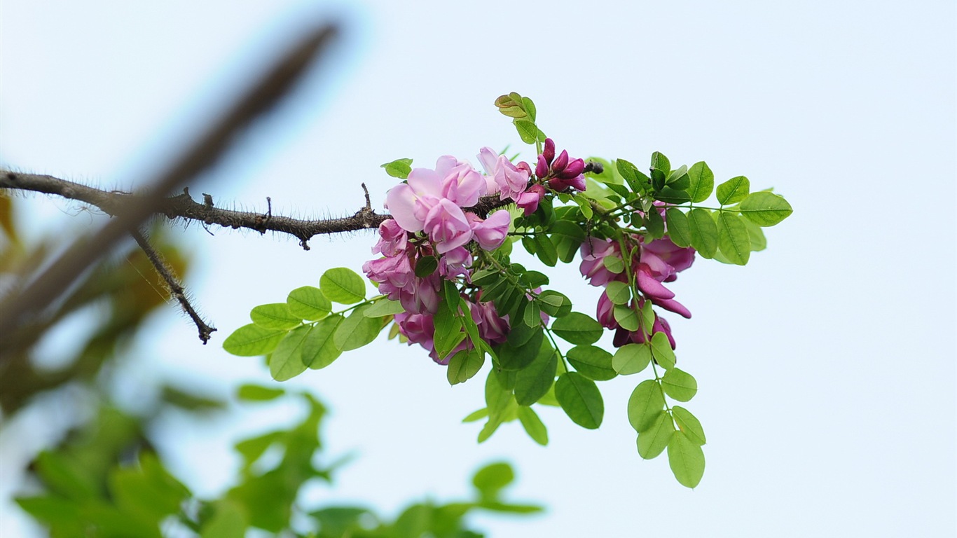 화이트 핑크 메뚜기 나무 꽃의 HD 배경 화면 #11 - 1366x768