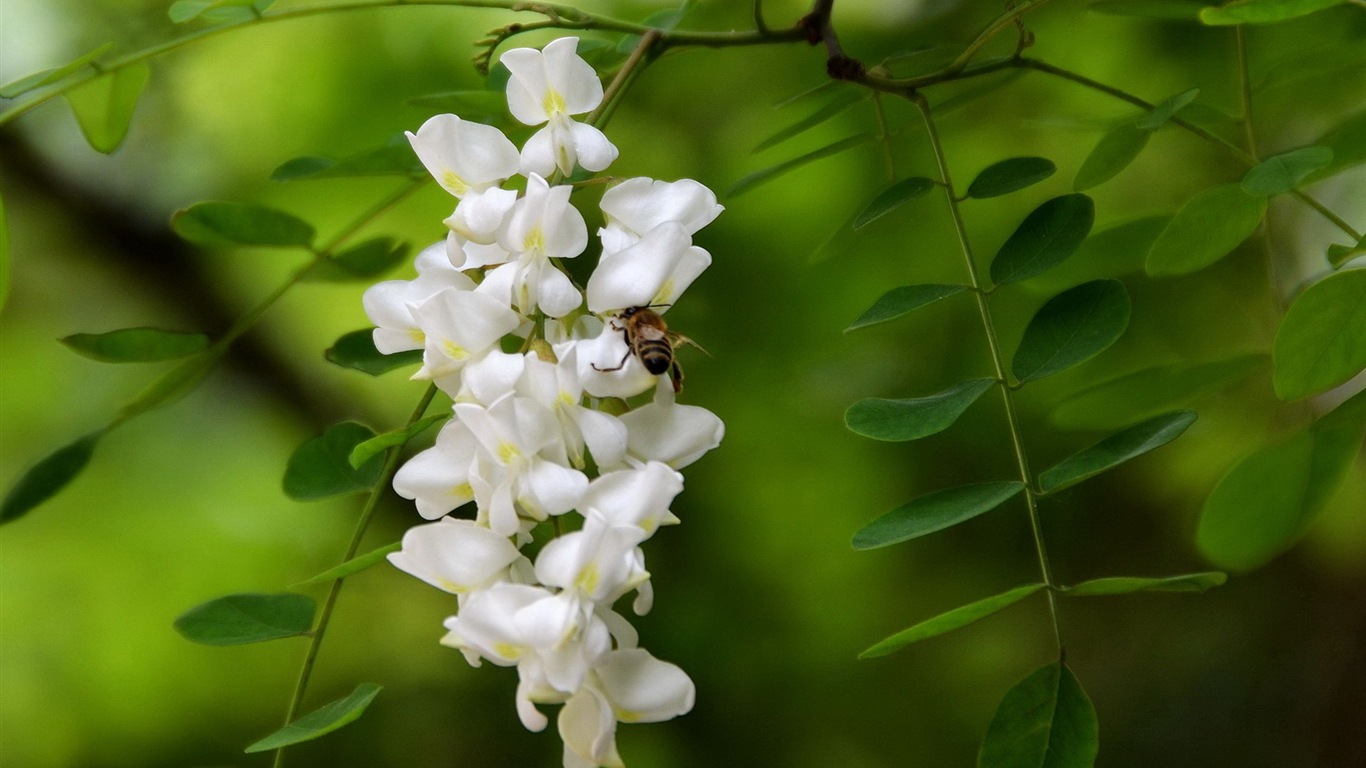 White pink locust tree flowers HD wallpapers #12 - 1366x768