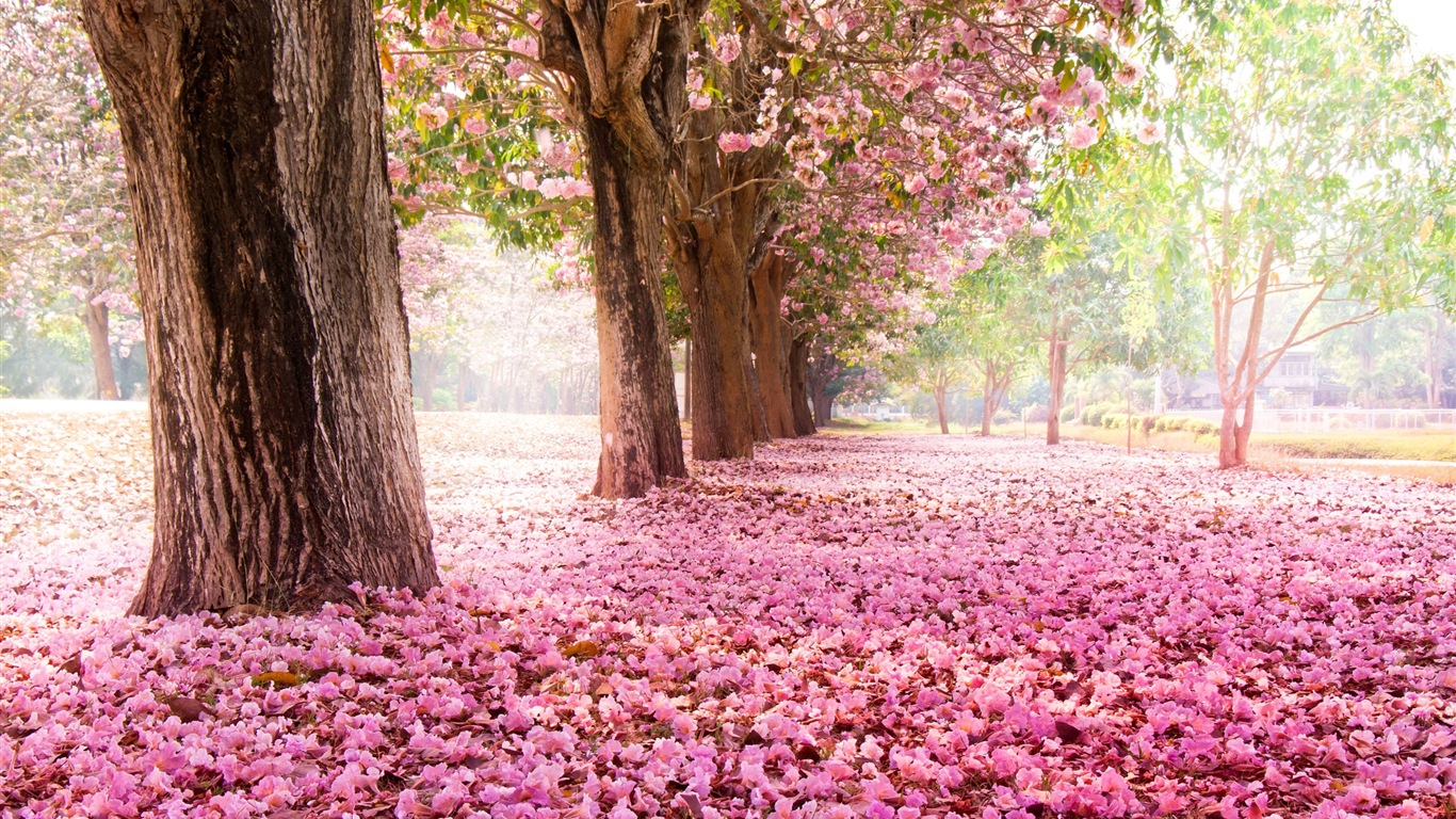 Flowers fall on ground, beautiful HD wallpapers #1 - 1366x768
