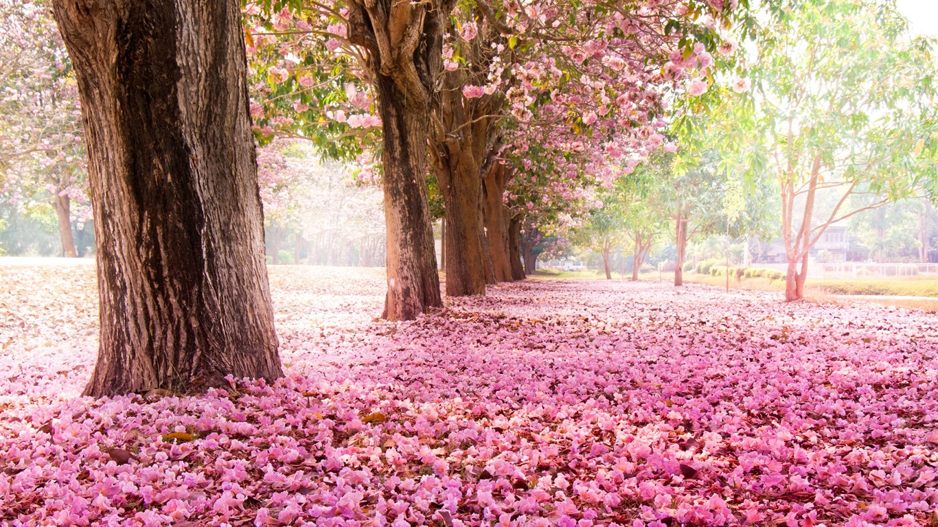 鲜花落在地上，漂亮的高清壁纸1 - 1366x768