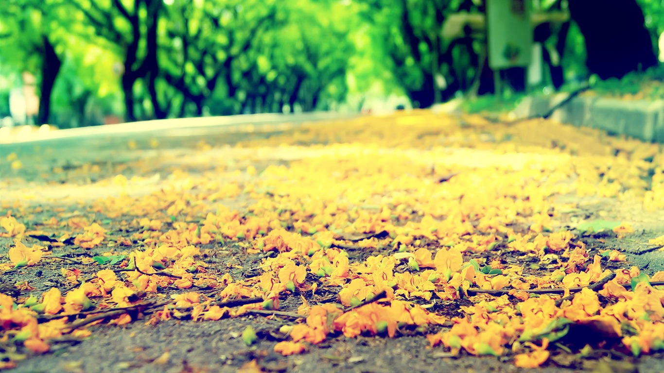 Flowers fall on ground, beautiful HD wallpapers #3 - 1366x768