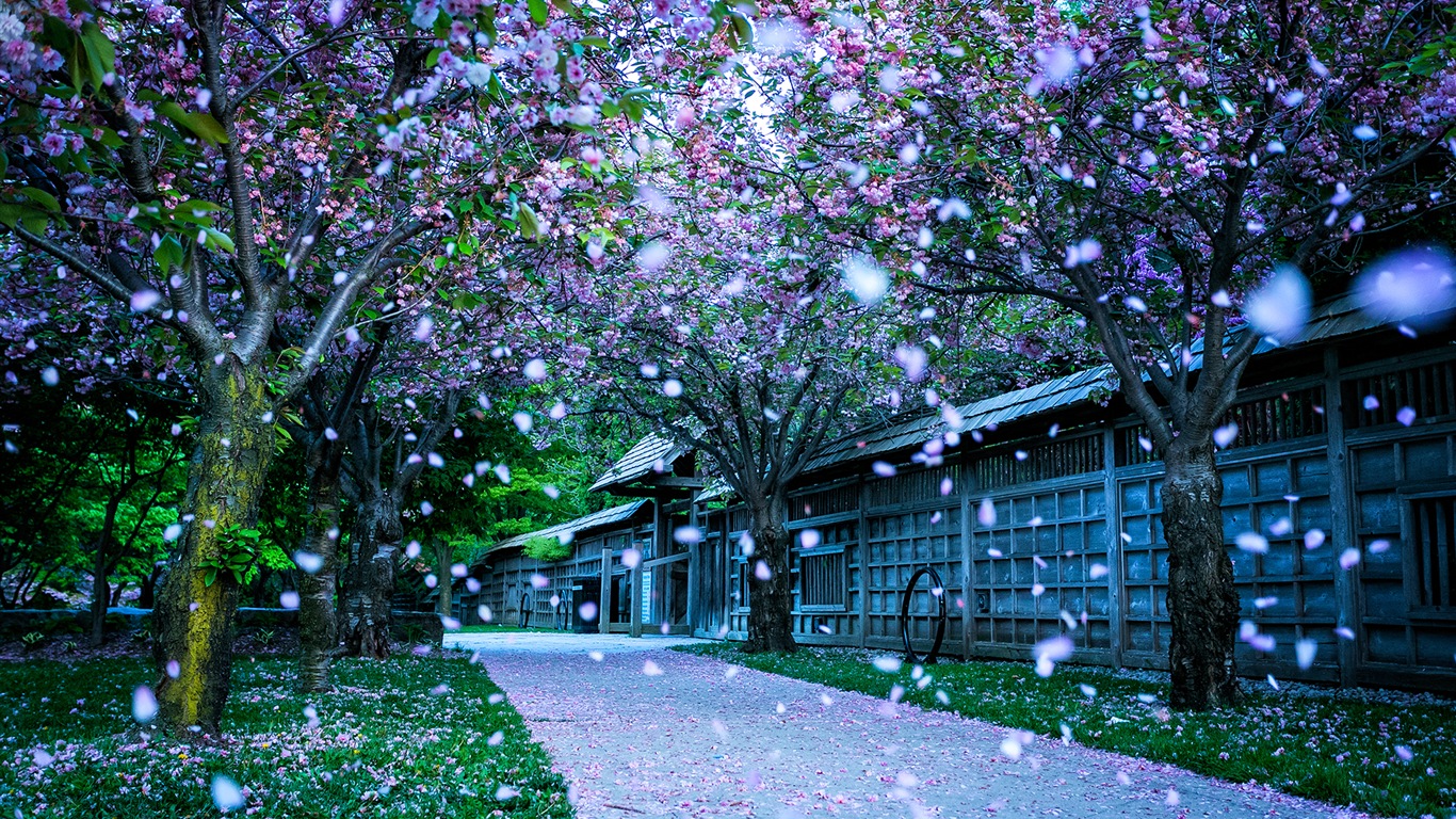 鮮花落在地上，漂亮的高清壁紙 #4 - 1366x768