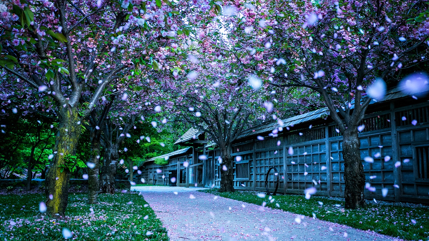 Flores caen en el suelo, hermosos fondos de pantalla de alta definición #4 - 1366x768