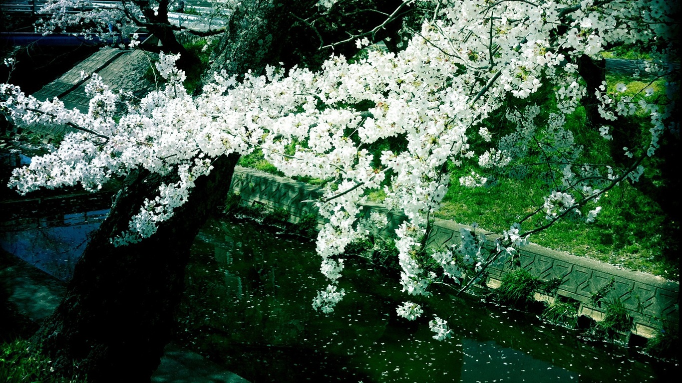 Blumen fallen auf Boden, schönen HD Wallpaper #5 - 1366x768