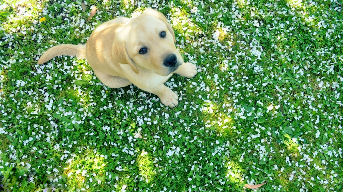 Flores caen en el suelo, hermosos fondos de pantalla de alta definición #6 - 1366x768