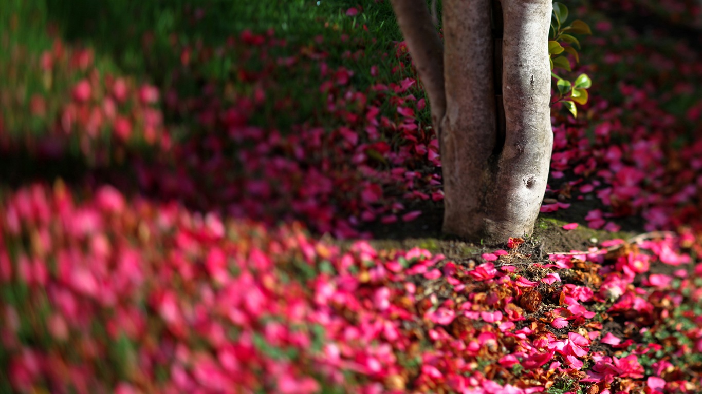 Flores caen en el suelo, hermosos fondos de pantalla de alta definición #7 - 1366x768