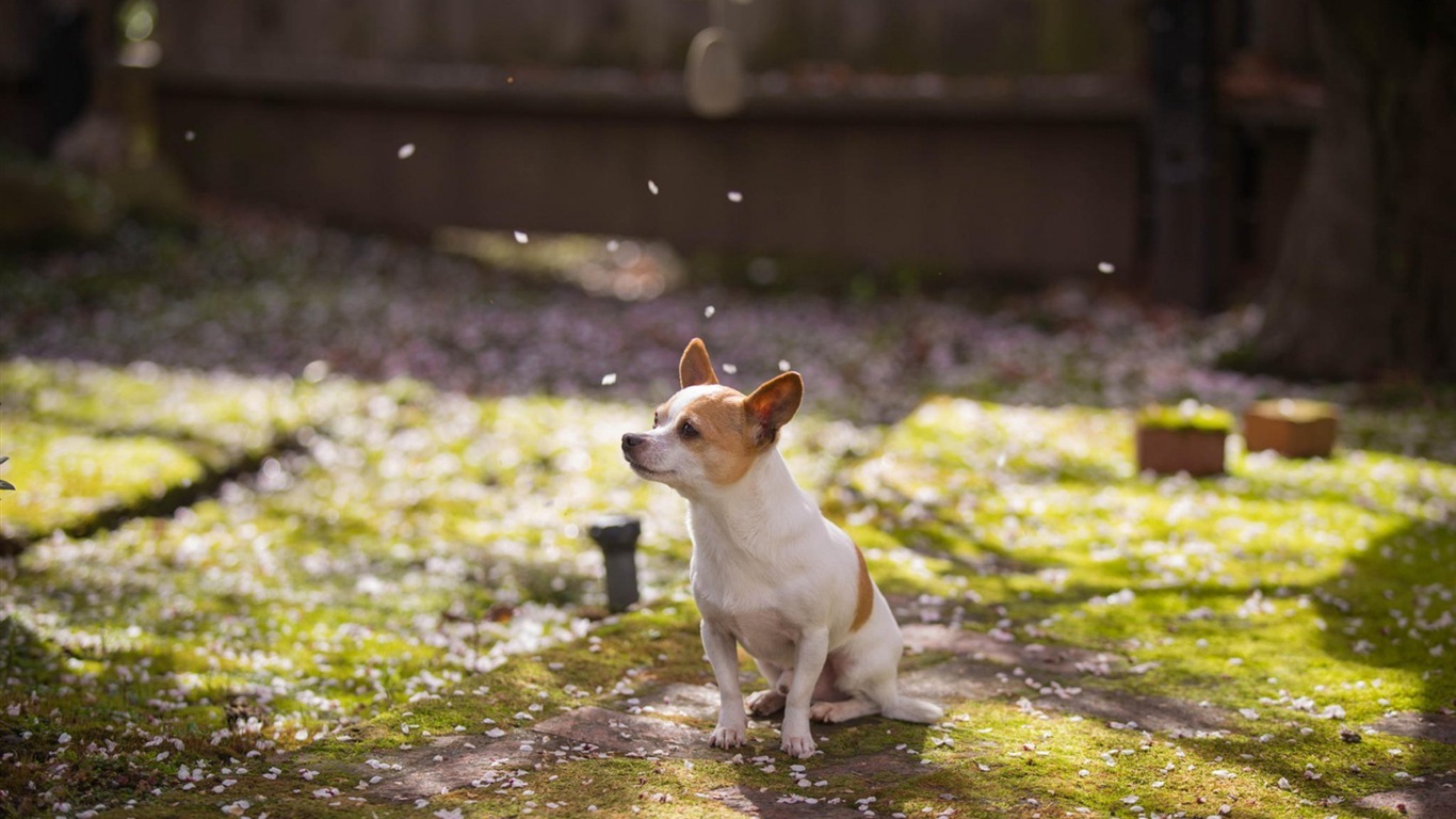 Flowers fall on ground, beautiful HD wallpapers #8 - 1366x768