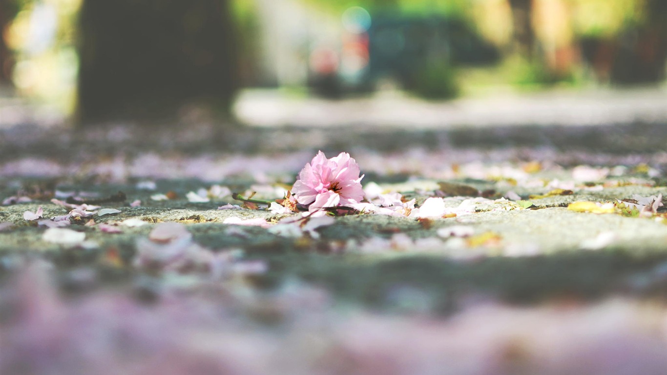 Flowers fall on ground, beautiful HD wallpapers #9 - 1366x768
